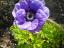 Cores e Flores Violetas do BioGarden